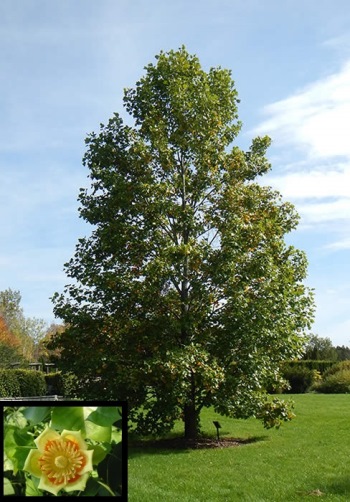 ΛΙΡΙΟΔΕΝΤΡΟ